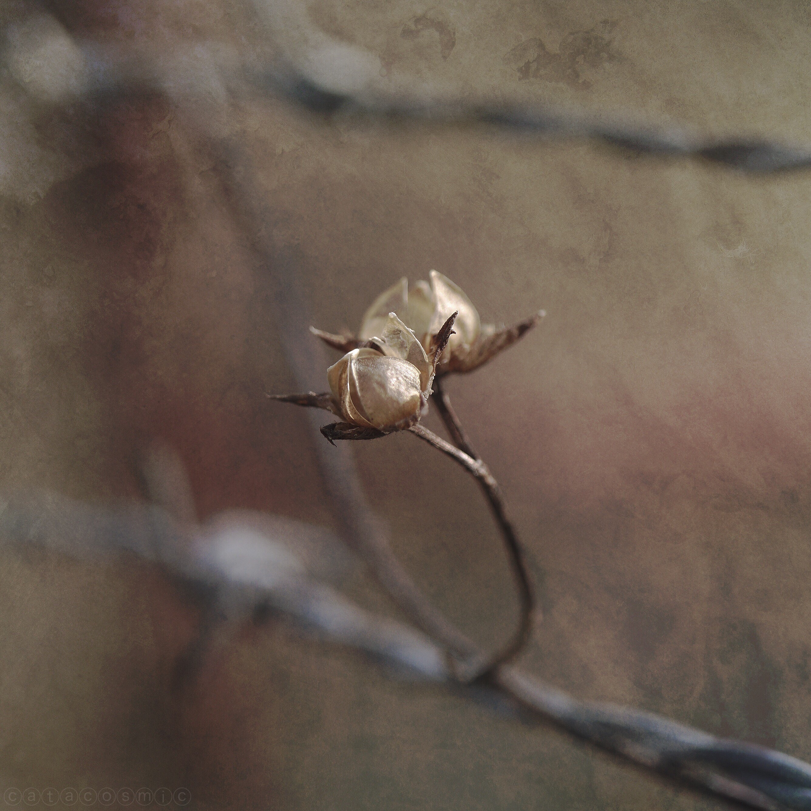 Mextures Formulas #10