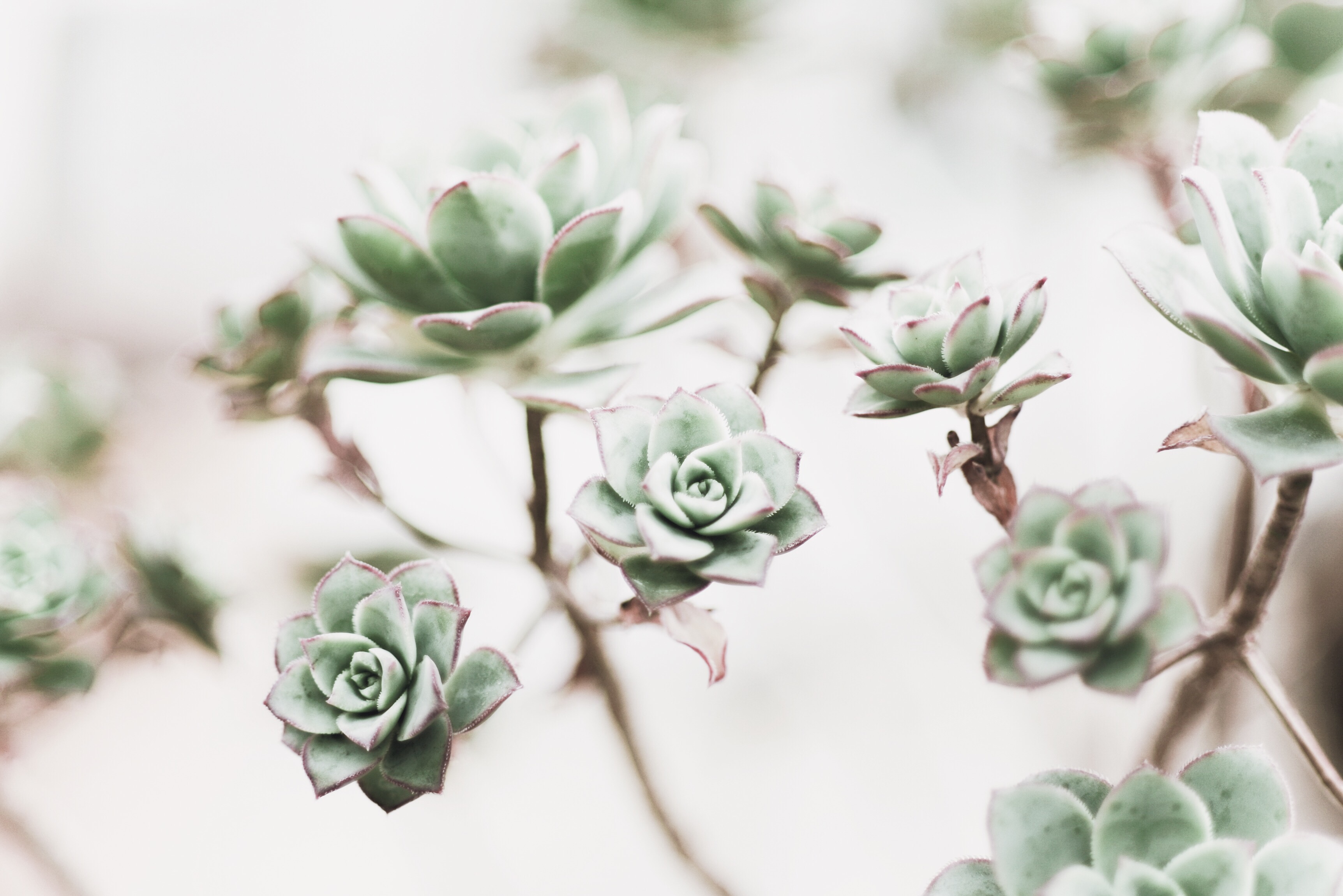 VSCO Spring-y Preset