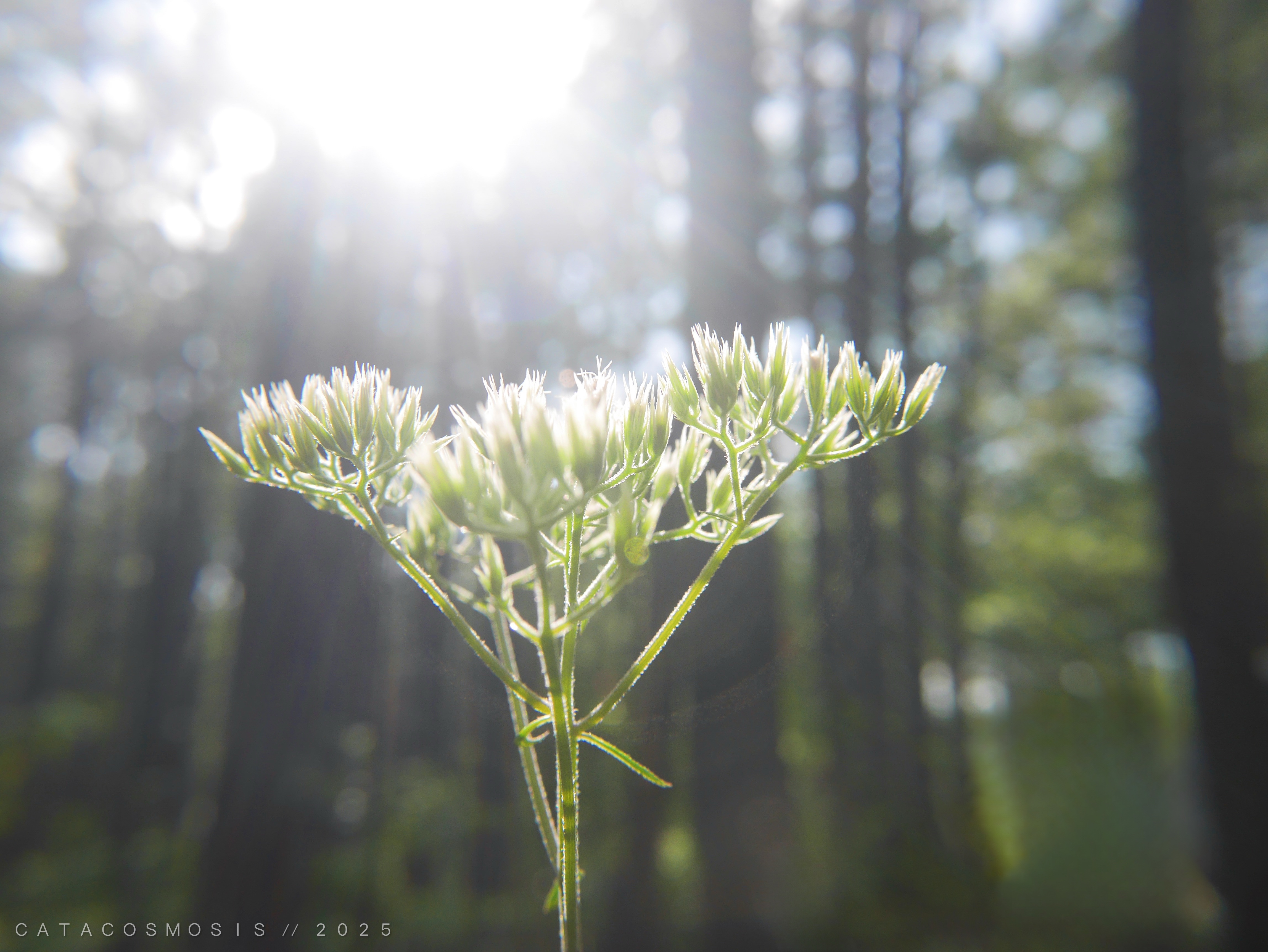 Aperture