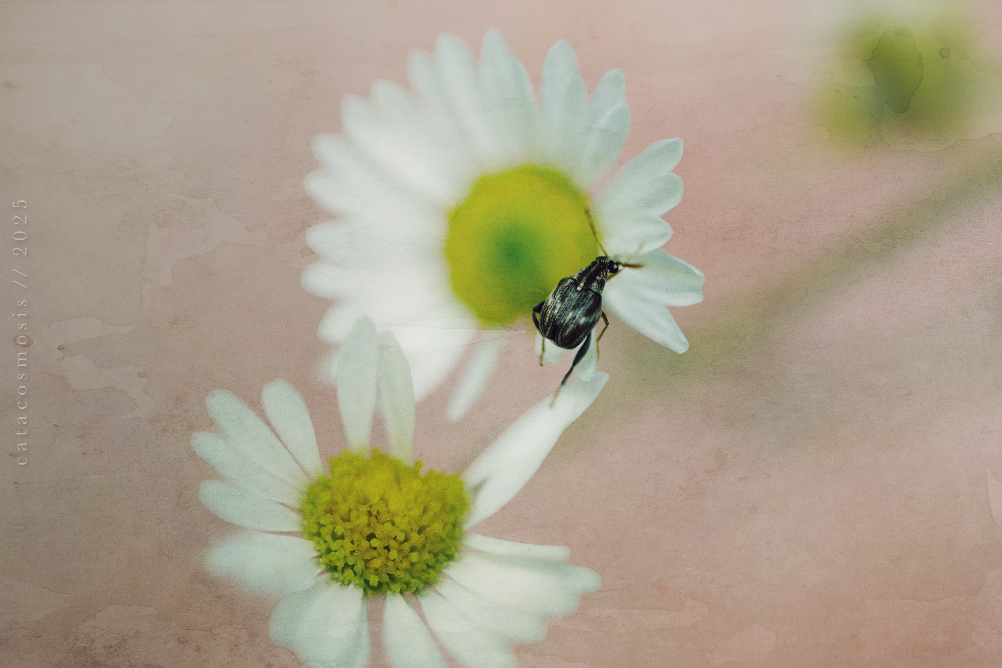 Petalweight (Yield)