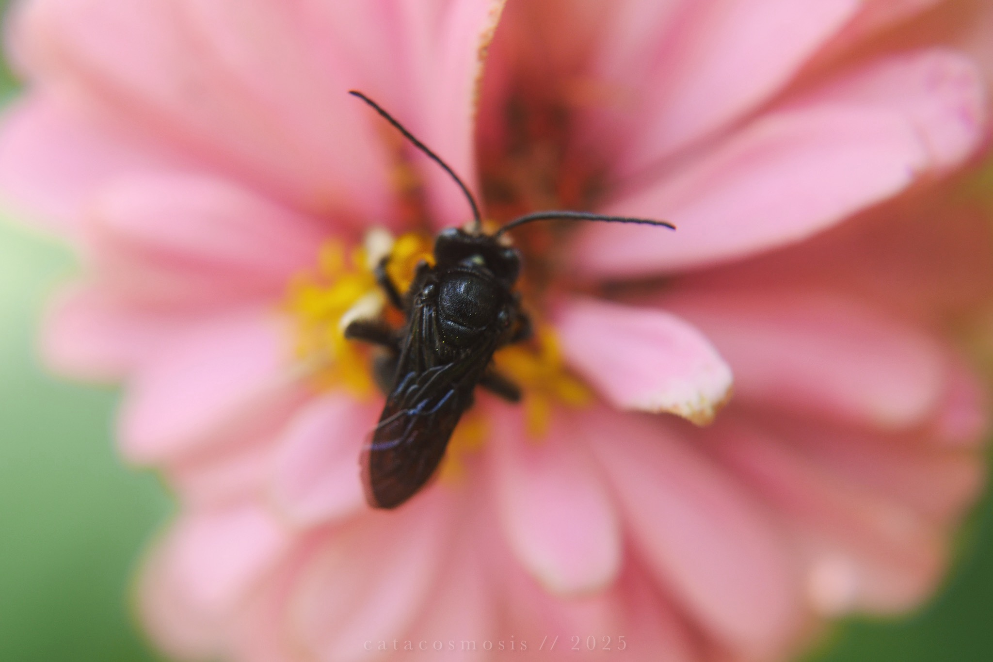 Black-Winged Hush