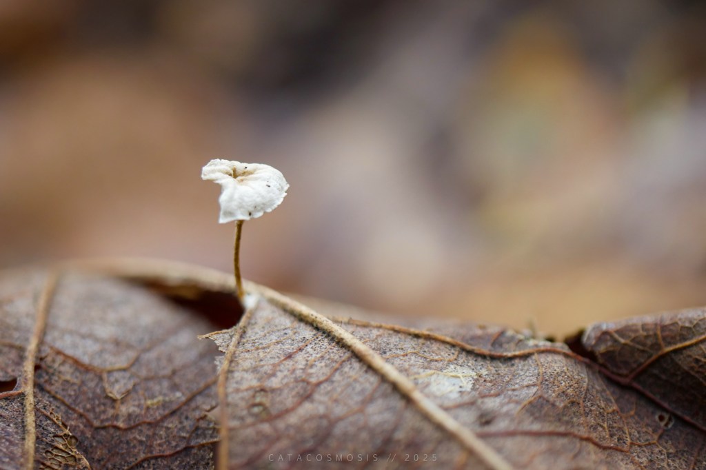 Babel, Babylon, and Beyond | The Same Old&nbsp;Serpent